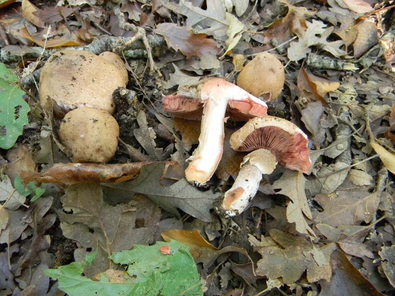 Agaricus fotog.il 15.10.2010.sotto Quercia